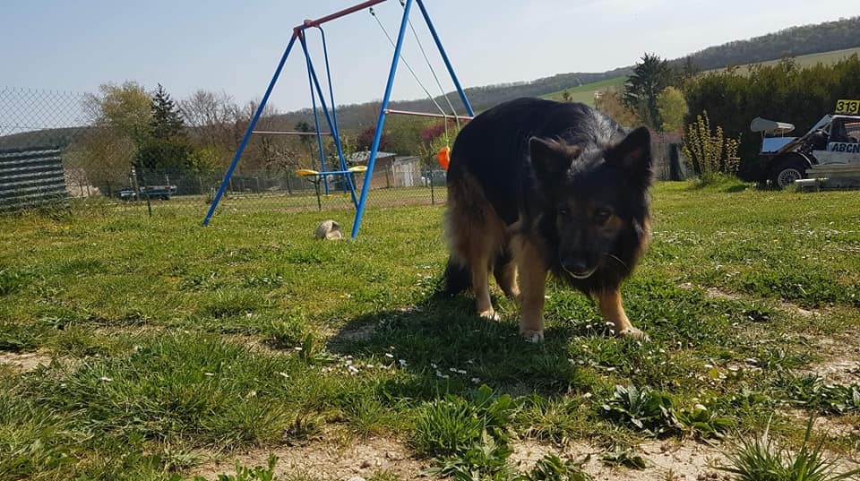 Chasse aux œufs canins, kezako ?!