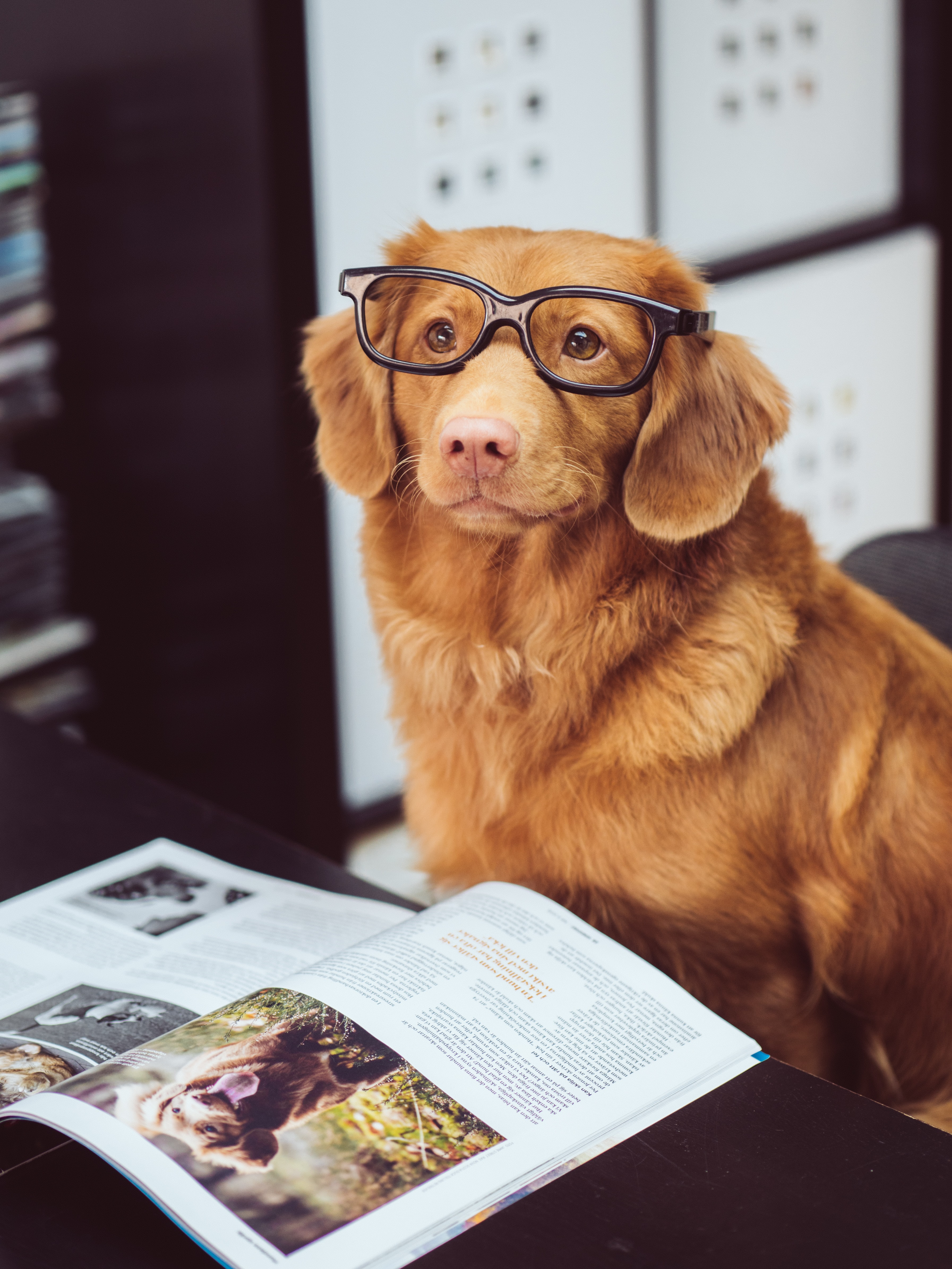 Un bon livre sur le Chien ?
