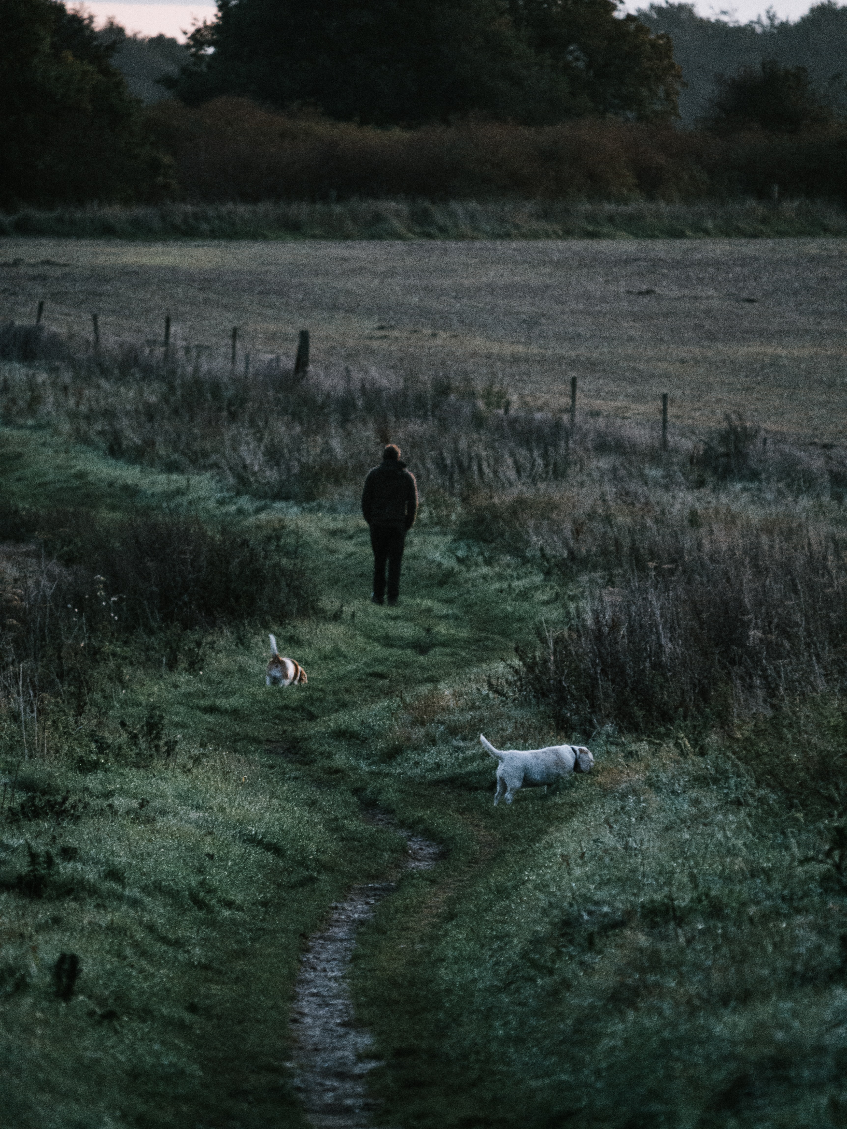 Promener son chien : mode d'emploi !