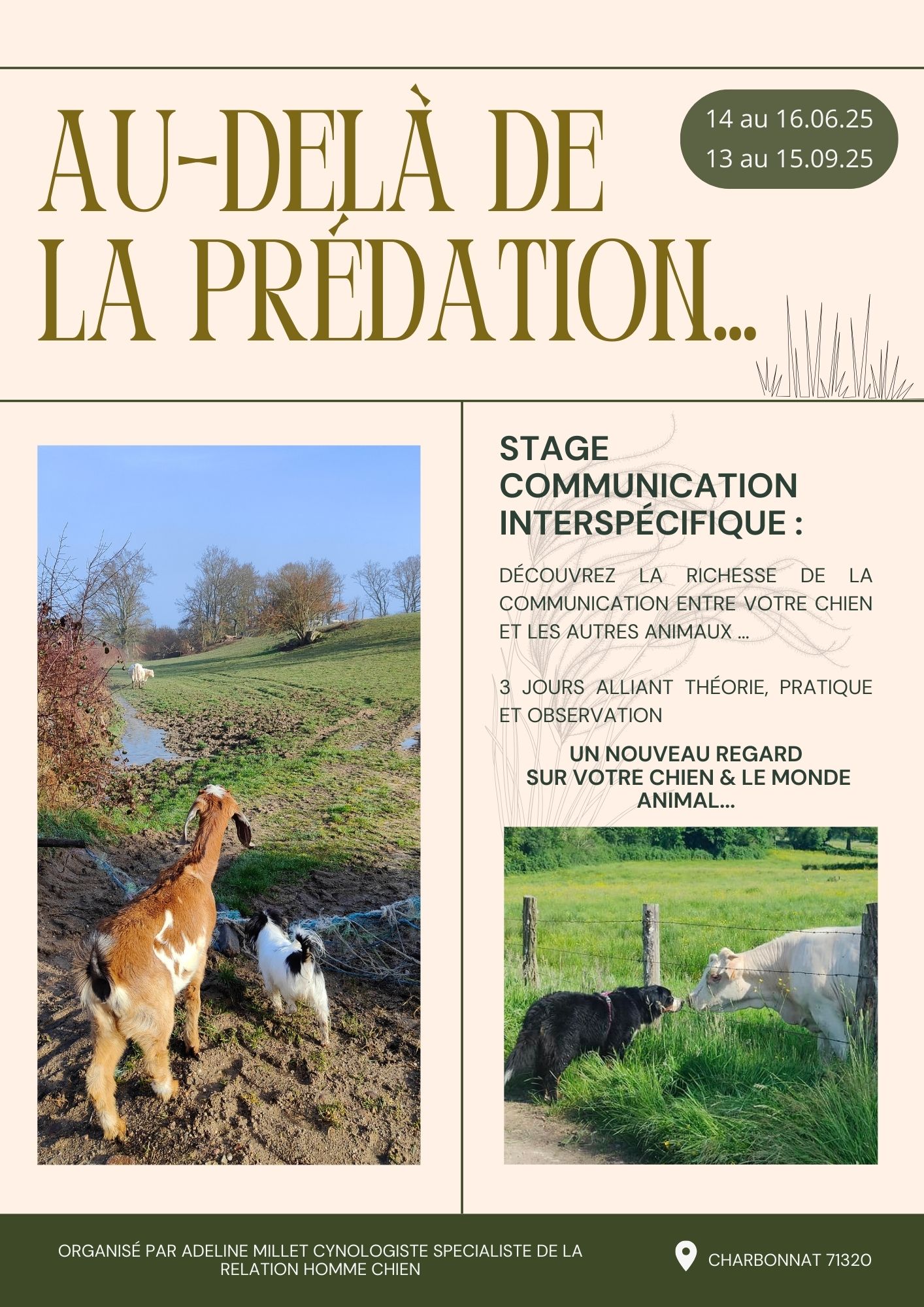 Stage Communication Interspécifique : Votre Chien & les Autres Animaux
