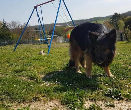 Chasse aux œufs canins, kezako ?!