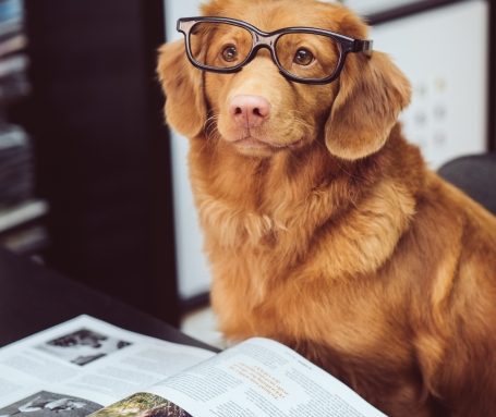 Un bon livre sur le Chien ?