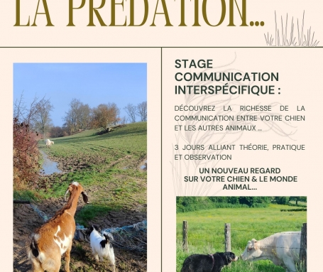 Stage Communication Interspécifique : Votre Chien & les Autres Animaux
