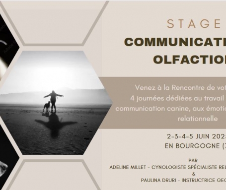 Stage " A la Rencontre de votre Chien " Juin 2025